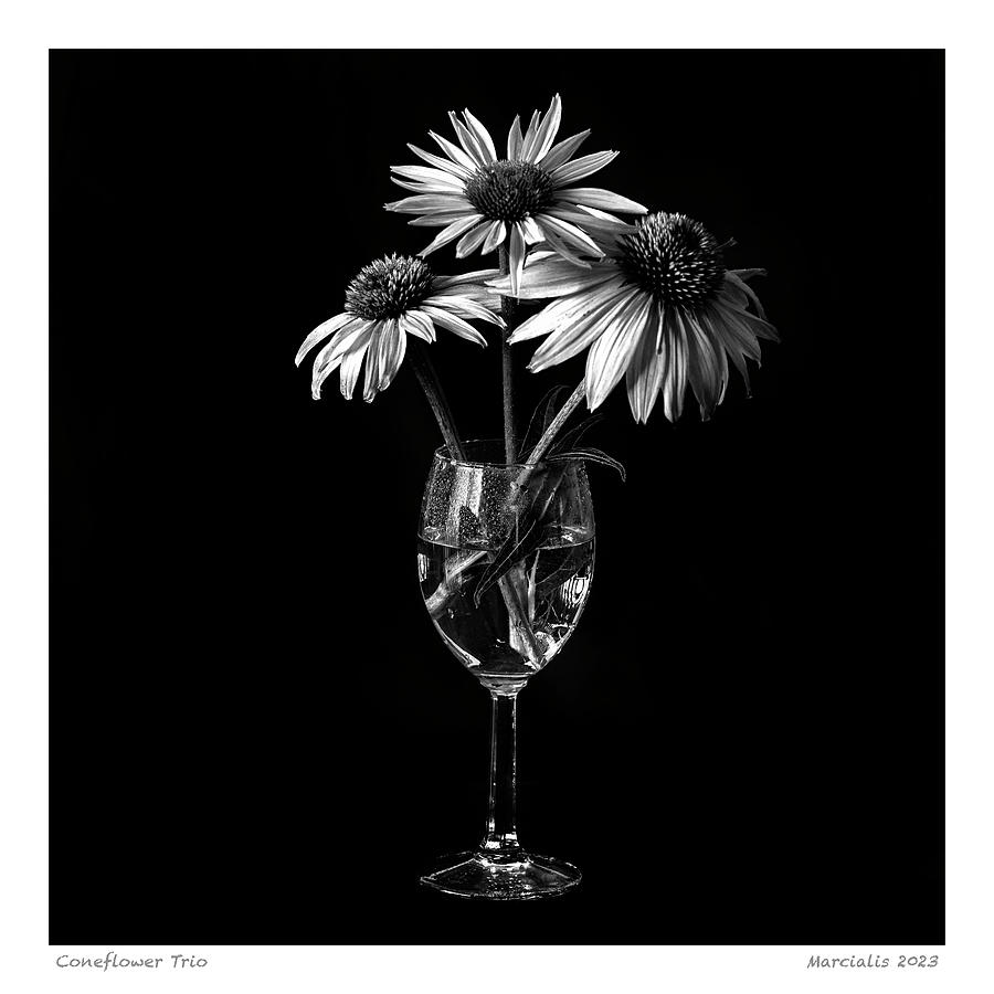 Coneflower Trio The Signature Series Photograph by Angelo Marcialis