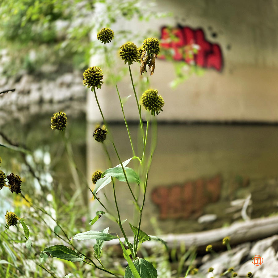 Coneflower under Bridge Photograph by Grey Coopre Coneflower under Bridge Photograph by Grey Coopre