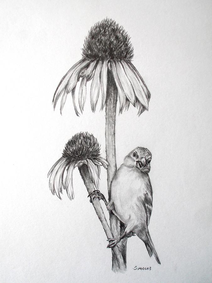 Coneflower with Bird Drawing by Pamela Sanders