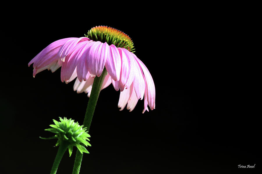 Coneflower with Black Background Photograph by Trina Ansel