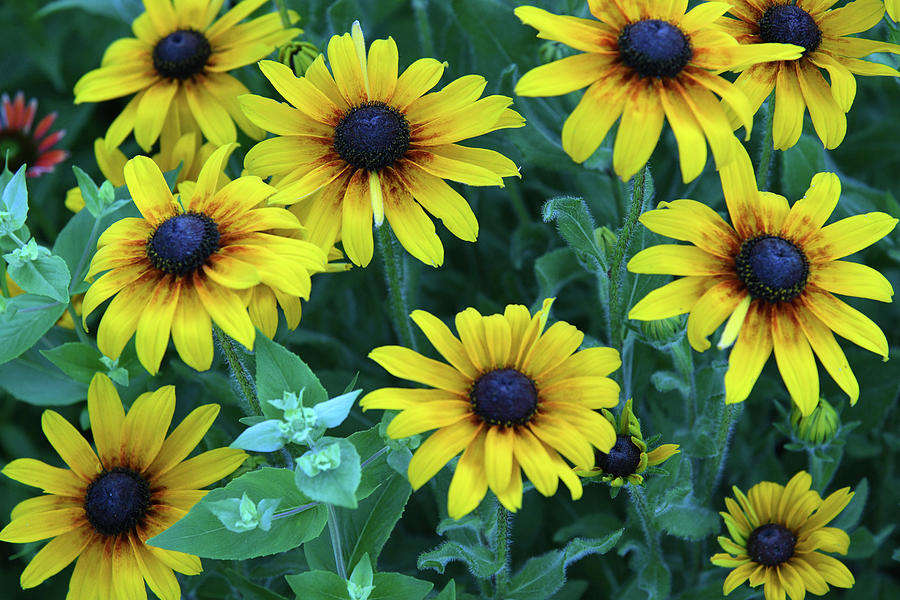 Coneflowers And Pollen Photograph
