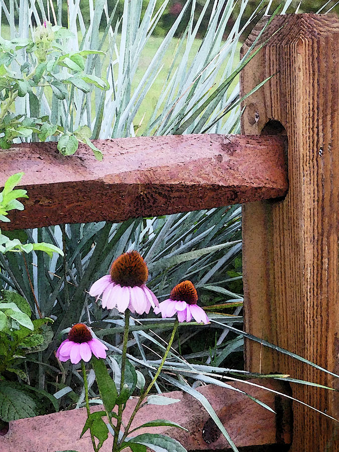 Coneflowers and Wooden Fence Mixed Media by Sharon Williams Eng