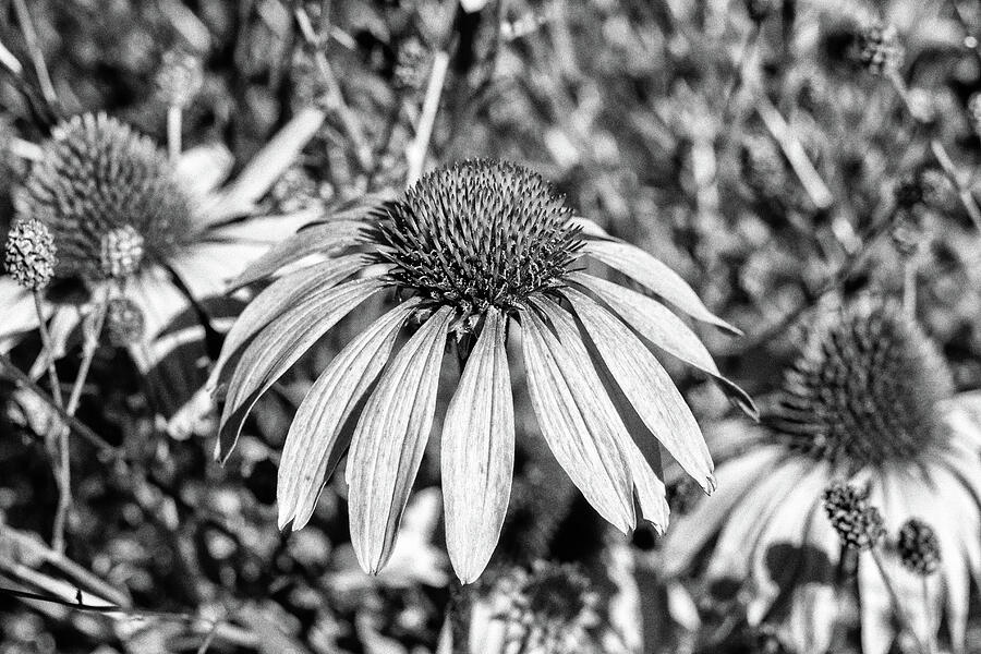 Coneflowers Grainy Black And White  Photograph by Tanya C Smith