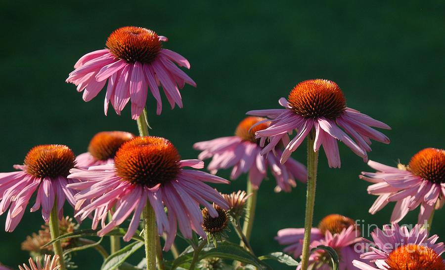 Coneflowers Photograph by Granny B Photography