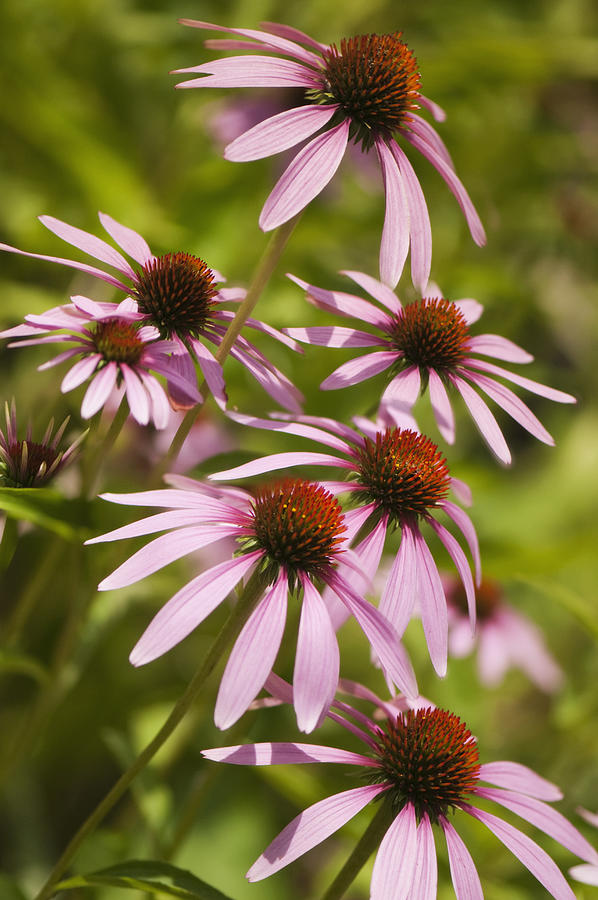 Coneflowers in Bloom Photograph by Maria Mosolova