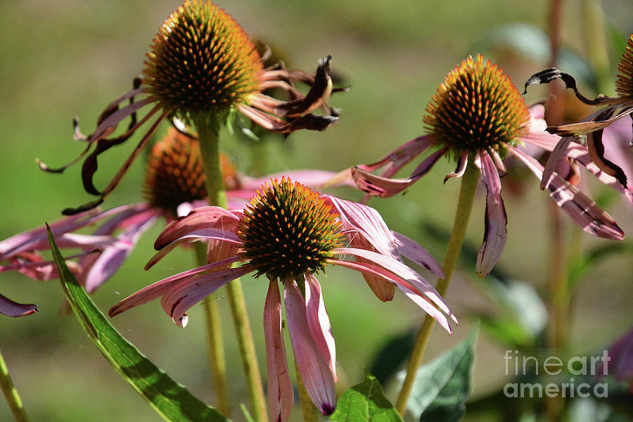 Coneflowers in Fall Photograph by Cindy Manero