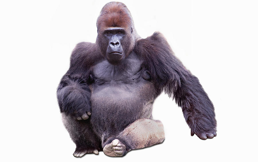 Confident Male Gorilla Photograph by Dorgie Productions