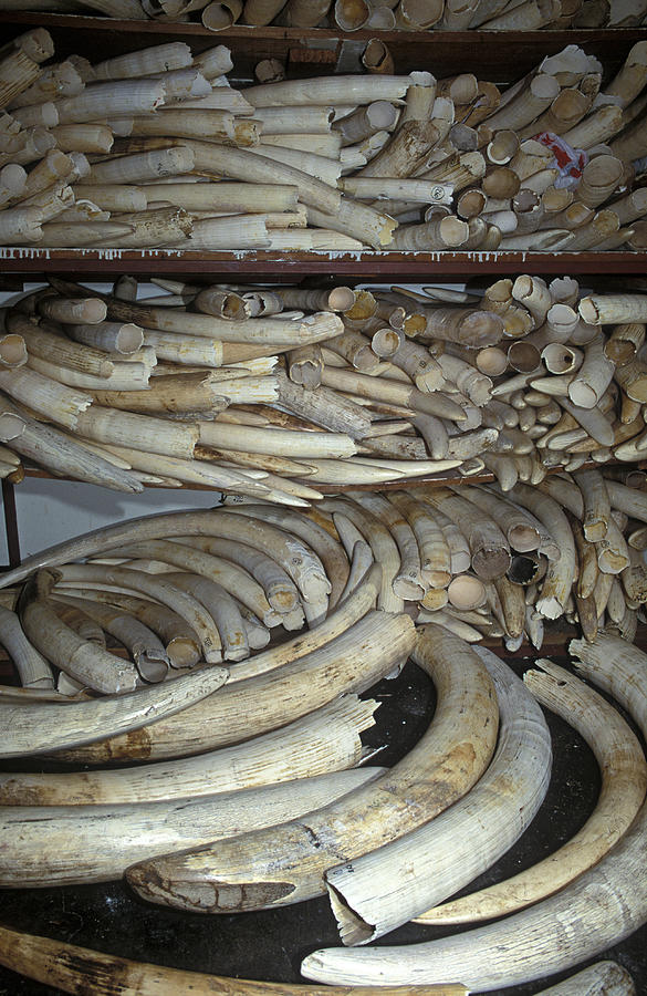 Confiscated ivory tusks, South Africa Photograph by Martin Harvey
