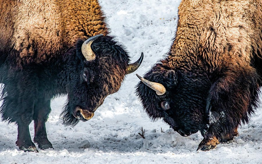 Conflict in Yellowstone Photograph by Marcy Wielfaert