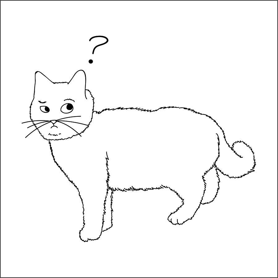 Confused Cat Drawing by Sheridan T