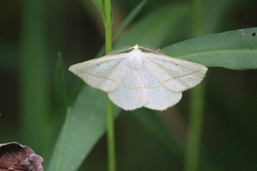 Moth Photograph - Confused Eusarca by Callen Harty Moth Photograph - Confused Eusarca by Callen Harty