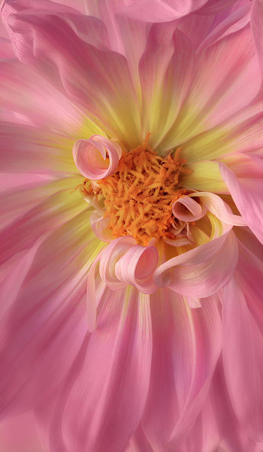 Confused Petals Photograph