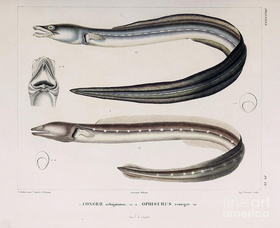 baby conger eel