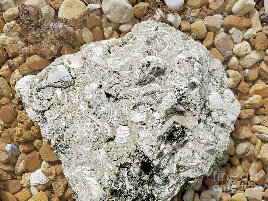 Conglomerate Photograph by Sharon Williams Eng