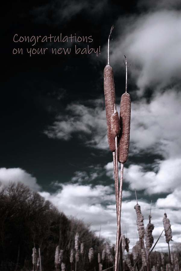 Congratulations on your new baby - cattail metaphor greeting card Photograph by Peter Herman