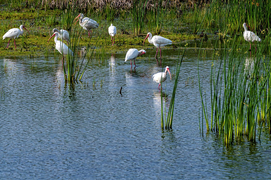 Congregation of Ibis In the Wetlands Photograph by Debra Martz
