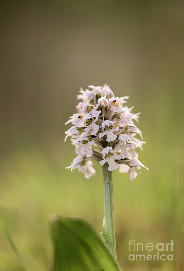 Conical orchid, Orchis conica, wild orchid in spring meadow, Andalusia, Southern Spain  Photograph by Perry Van Munster