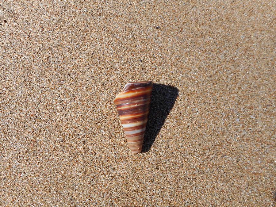 Conical Sea Shell Photograph by Marlene Challis