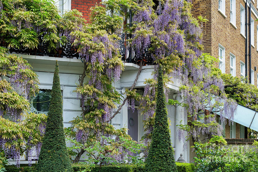 Conical Topiary and Wisteria in Cheyne Walk Chelsea London Photograph by Tim Gainey