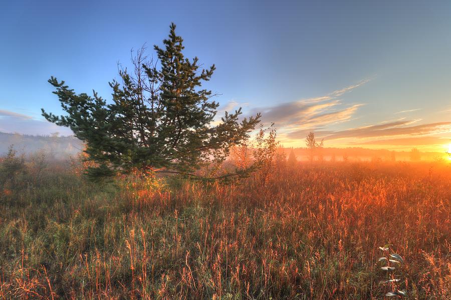 Conifer at Sunrise Photograph by Jim Sauchyn