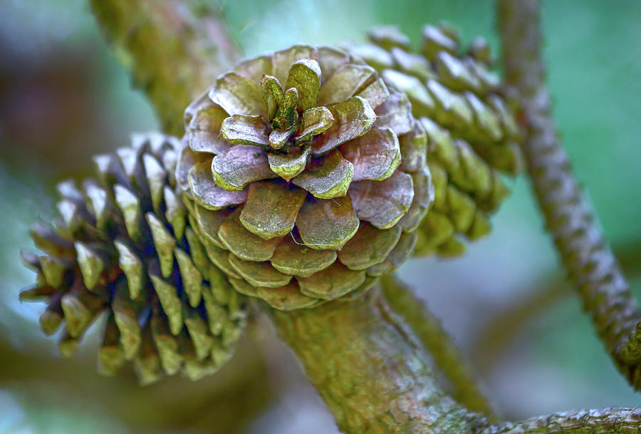 Conifer Cones Photograph by Cate Franklyn
