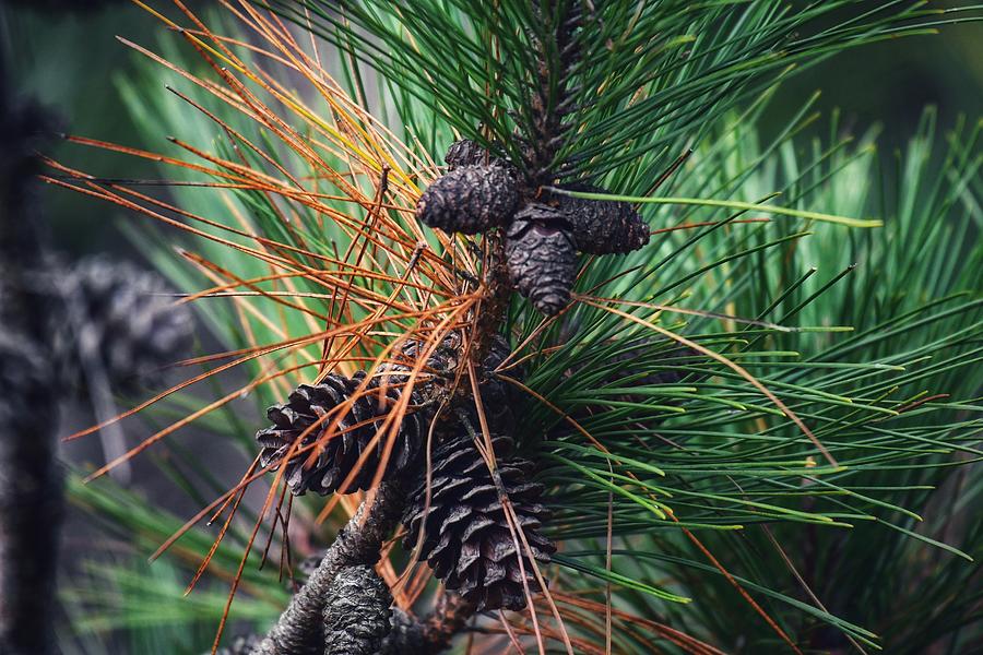 Conifer Cones Photograph by Shelley Smith - Fine Art America