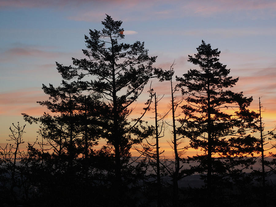 Conifer trees at dawn. Photograph by Rob Huntley