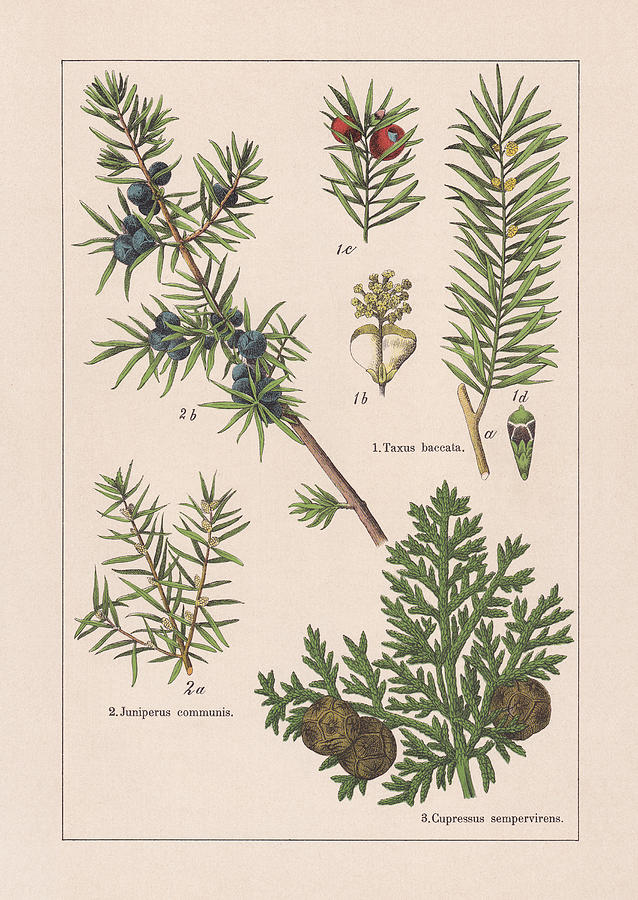Coniferes, chromolithograph, published in 1895 Drawing by Zu_09
