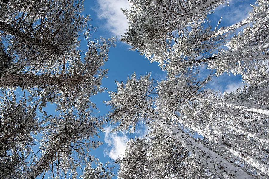 Forest trees  covered in snow on a snowy mountain after snowstorm against clear blue sky. Photograph by Michalakis Ppalis