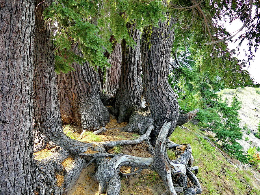 Conifers in Crater Lake National Park Photograph by Lyuba Filatova