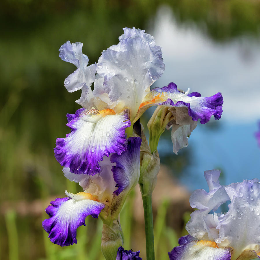 Conjuration Iris in Lavender and Purple with Frilly Falls Photograph by Kathleen Bishop