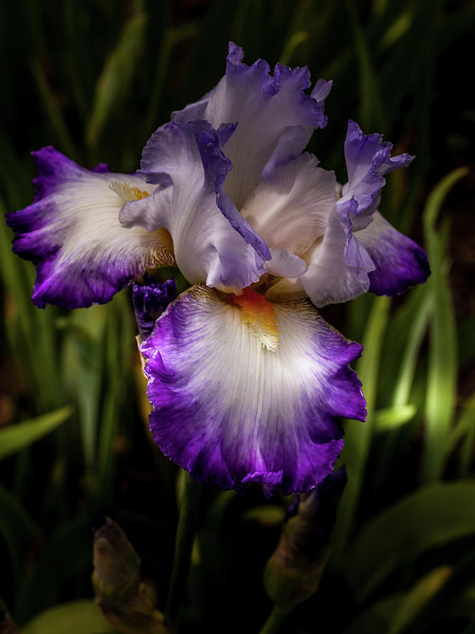 Conjuration Tall Bearded Iris Photograph by David Patterson