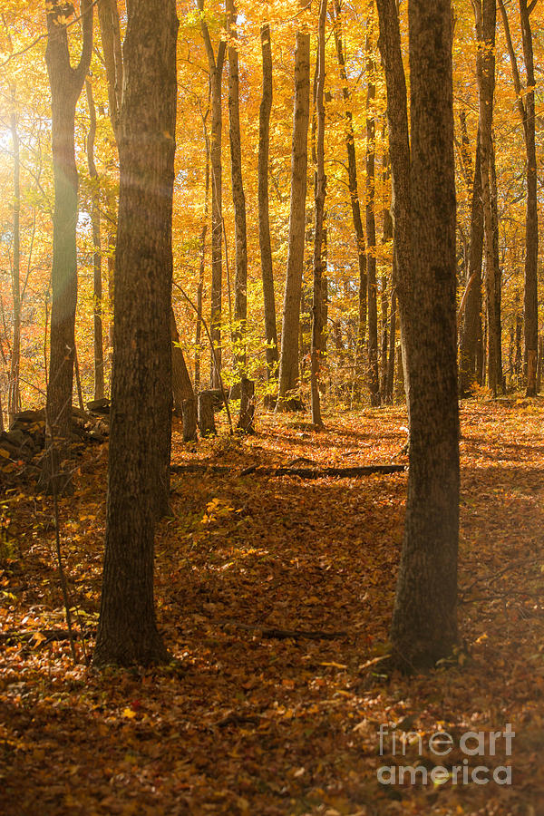 Connecticut Forest in Autumn Photograph by Diane Diederich