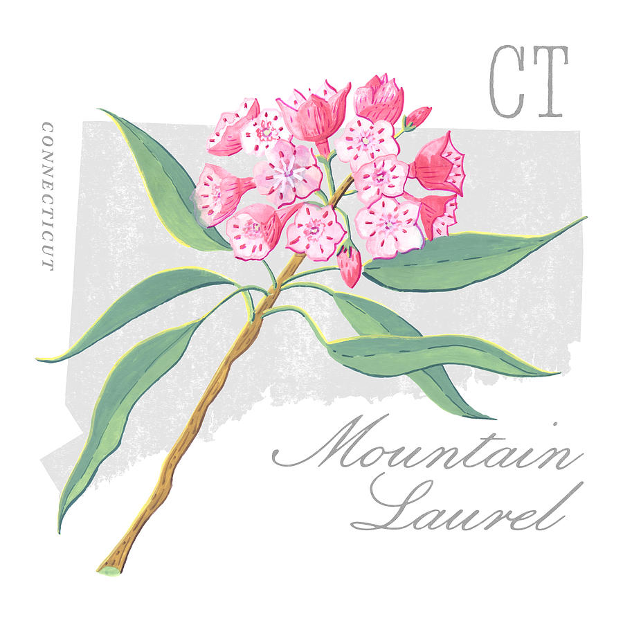 Connecticut State Flower Mountain Laurel Art by Jen Montgomery Painting by Jen Montgomery