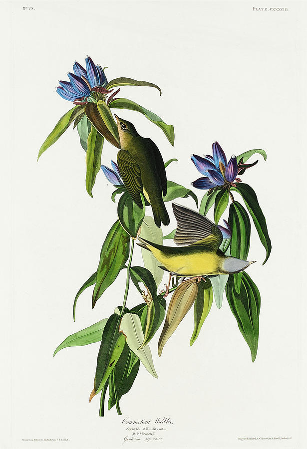 Connecticut Warbler. John James Audubon Mixed Media by World Art Collective