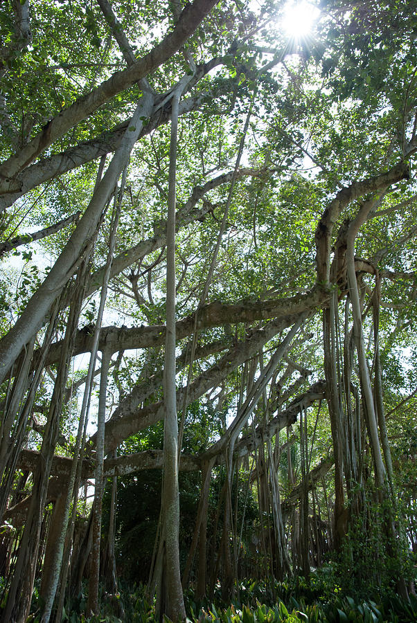 One Tree Jungle Photograph by Ramunas Bruzas