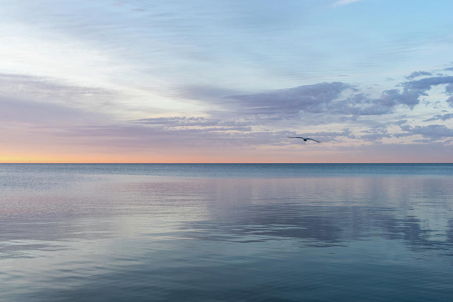 Connection - Silky Dawn With A Seagull Photograph