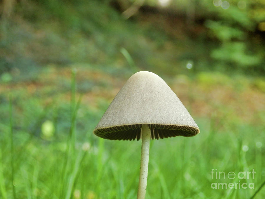 Conocybe rickenii Photograph by Stephen Farhall | Fine Art America