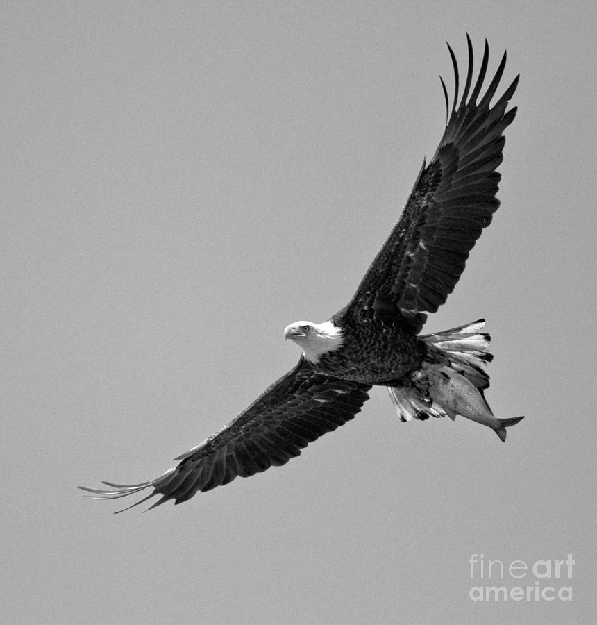 Conowingo Bald Eagle With A Fresh Catch Black And White Photograph by Adam Jewell