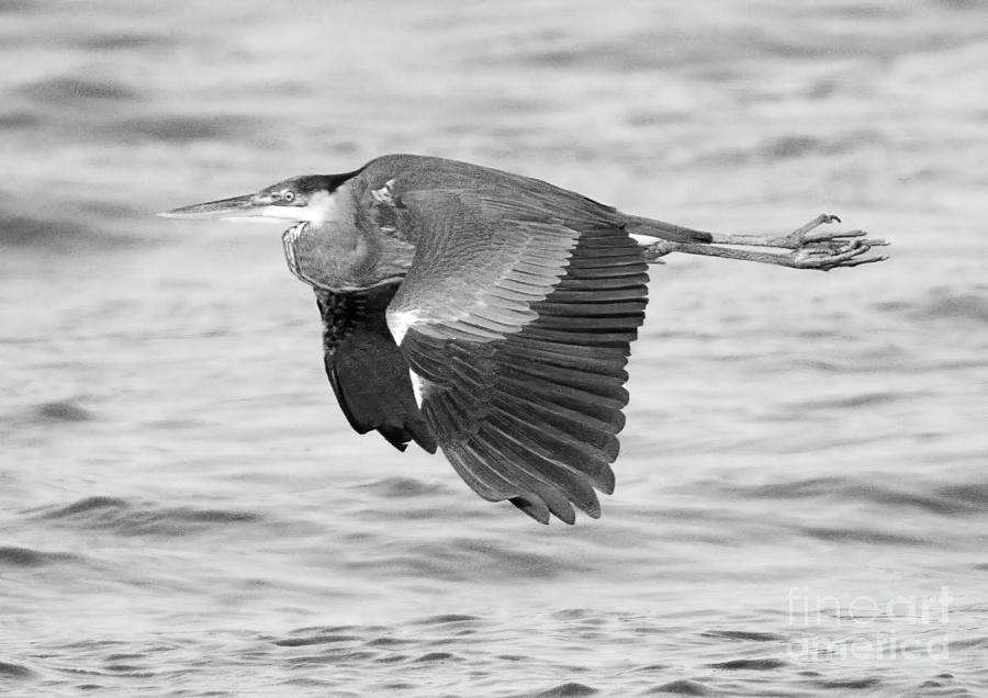Conowingo Blue Heron In Flight Black And White Photograph by Adam Jewell