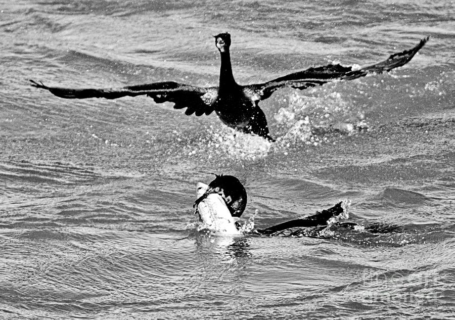 Conowingo Cormorant FIsh Fight Black And White Photograph by Adam Jewell