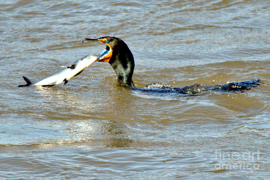 Feather Photograph - Conowingo Cormorant Lunch by Adam Jewell