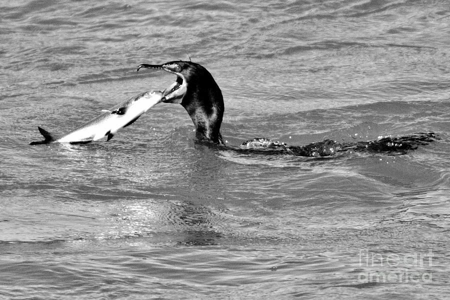 Conowingo Cormorant Lunch Black And White Photograph by Adam Jewell