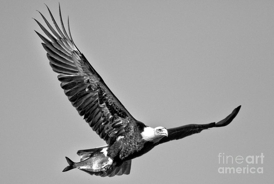 Conowingo Dam 2023 Soaring Eagle Black And White Photograph by Adam Jewell