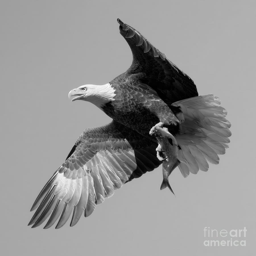 Conowingo Dam Aerial Hunter Black And White Photograph by Adam Jewell