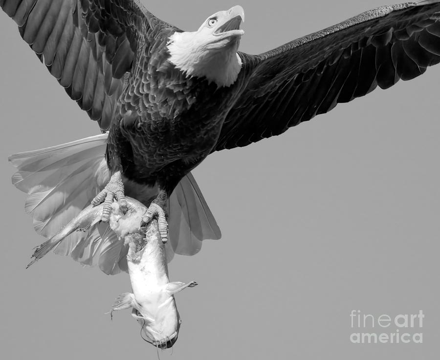 Conowingo Dam Eagle Catfish Hunter Black And White Photograph by Adam Jewell