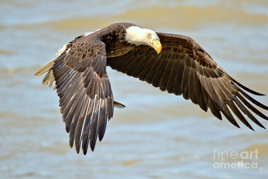 Conowingo Dam Eagle Hovering Photograph by Adam Jewell