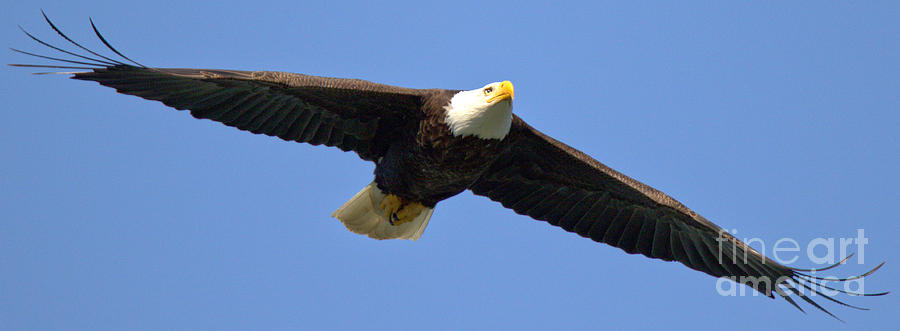 Conowingo Dam Eagle In Flight 2023 Photograph by Adam Jewell