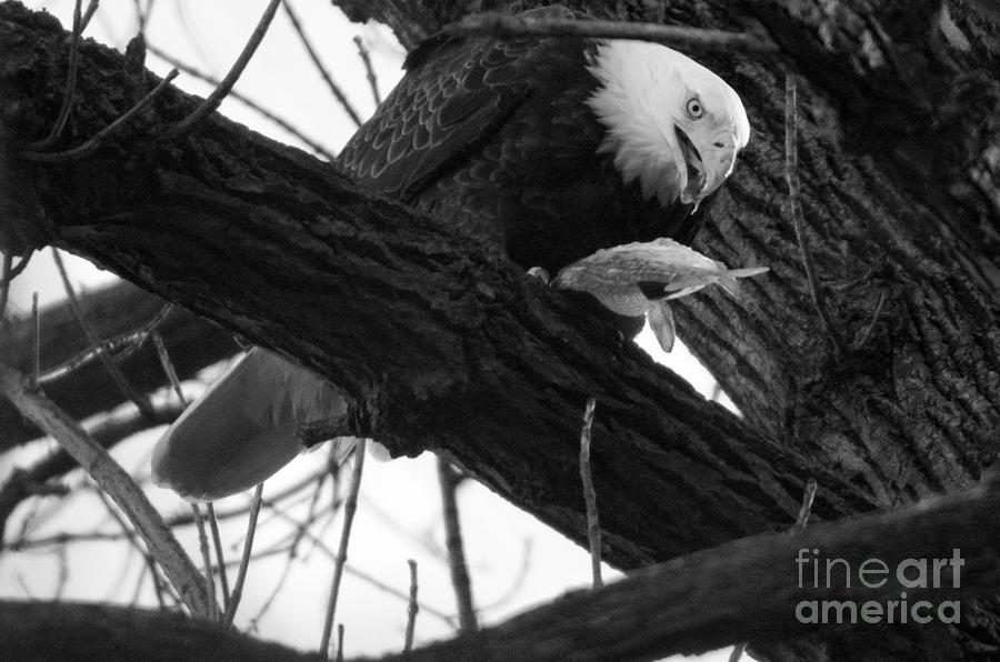 Conowingo Dam Eagle Lunch Black And White Photograph by Adam Jewell