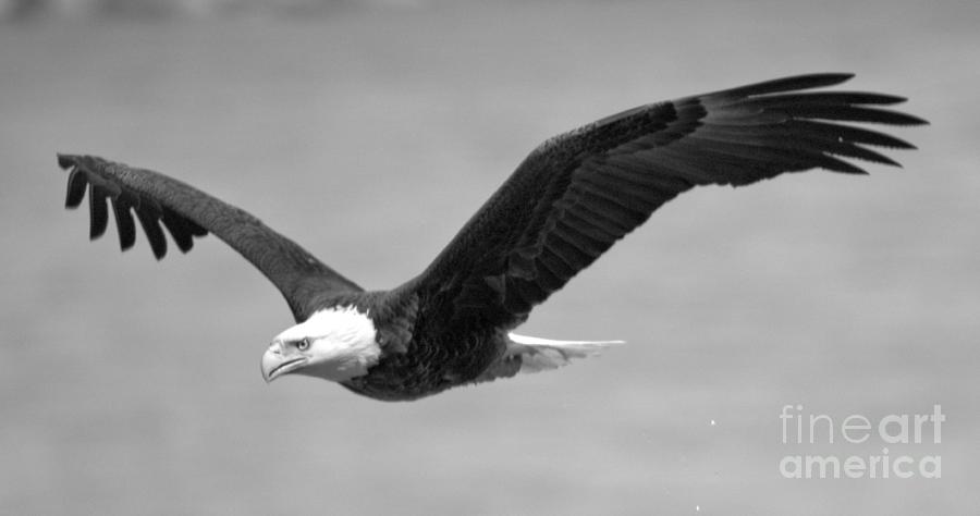 Conowingo Dam Eagle Panorama Black And White Photograph by Adam Jewell